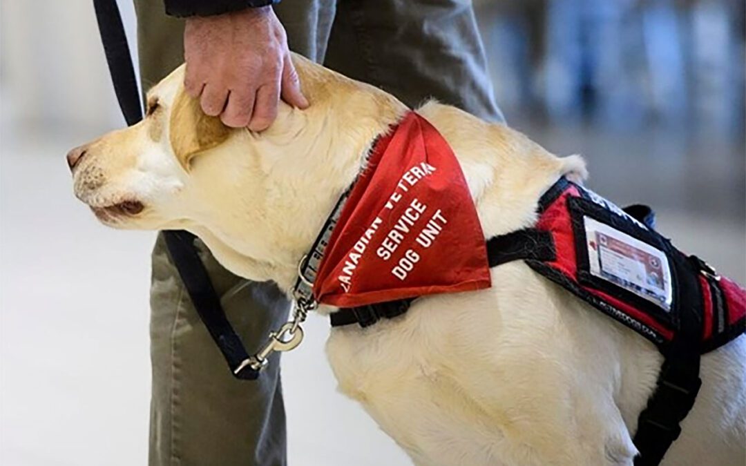 Annulation d’un projet en cours  d’établir une norme nationale pour les chiens d’assistance